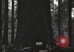 Image of Giant Sequoia Trees California United States USA, 1917, second 60 stock footage video 65675066828
