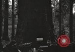 Image of Giant Sequoia Trees California United States USA, 1917, second 61 stock footage video 65675066828