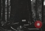 Image of Giant Sequoia Trees California United States USA, 1917, second 62 stock footage video 65675066828