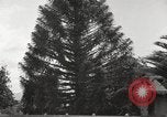 Image of Horticulturalist Luther Burbank and his experimental gardens Santa Rosa California USA, 1917, second 62 stock footage video 65675066832