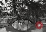 Image of City Park New Orleans Louisiana USA, 1917, second 19 stock footage video 65675066847