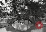 Image of City Park New Orleans Louisiana USA, 1917, second 23 stock footage video 65675066847