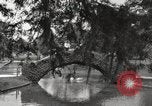 Image of City Park New Orleans Louisiana USA, 1917, second 25 stock footage video 65675066847