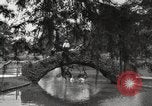 Image of City Park New Orleans Louisiana USA, 1917, second 29 stock footage video 65675066847