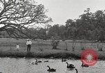 Image of City Park New Orleans Louisiana USA, 1917, second 51 stock footage video 65675066847