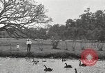 Image of City Park New Orleans Louisiana USA, 1917, second 52 stock footage video 65675066847