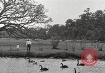 Image of City Park New Orleans Louisiana USA, 1917, second 53 stock footage video 65675066847