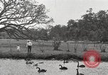 Image of City Park New Orleans Louisiana USA, 1917, second 54 stock footage video 65675066847