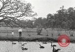 Image of City Park New Orleans Louisiana USA, 1917, second 56 stock footage video 65675066847