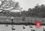 Image of City Park New Orleans Louisiana USA, 1917, second 57 stock footage video 65675066847