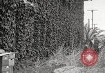 Immagine di Luther Burbank Santa Rosa California USA, 1917, secondo 44 filmato di repertorio 65675066854