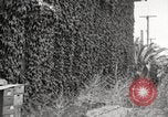 Immagine di Luther Burbank Santa Rosa California USA, 1917, secondo 46 filmato di repertorio 65675066854