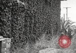 Immagine di Luther Burbank Santa Rosa California USA, 1917, secondo 47 filmato di repertorio 65675066854