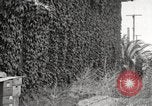 Immagine di Luther Burbank Santa Rosa California USA, 1917, secondo 49 filmato di repertorio 65675066854