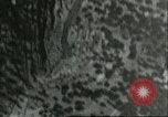 Image of A-36 Invader aircraft North Africa, 1943, second 12 stock footage video 65675066874