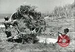 Image of Allied soldiers Sicily Italy, 1943, second 47 stock footage video 65675066887