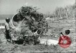 Image of Allied soldiers Sicily Italy, 1943, second 48 stock footage video 65675066887