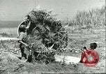 Image of Allied soldiers Sicily Italy, 1943, second 50 stock footage video 65675066887