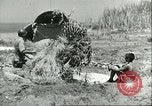 Image of Allied soldiers Sicily Italy, 1943, second 57 stock footage video 65675066887