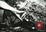 Image l'artillerie allemande Eastern Front théâtre européen, 1943, de la seconde 39 séquences d'archives historiques vidéo 65675066911