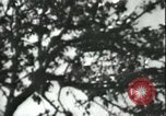 Image planeurs allemands Sicile Italie, 1942, de la seconde 24 séquences d'archives historiques vidéo 65675066914