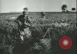 Image des parachutistes allemands en Sicile Sicile Italie, 1943, de la seconde 56 séquences d'archives historiques vidéo 65675066915