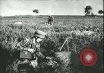 Image des parachutistes allemands en Sicile Sicile Italie, 1943, de la seconde 58 séquences d'archives historiques vidéo 65675066915