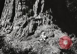 Standbild State Parks California United States USA, 1935, aus Sekunde 12 historischem Filmmaterial Videoclip 65675066949