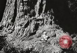 Standbild State Parks California United States USA, 1935, aus Sekunde 18 historischem Filmmaterial Videoclip 65675066949