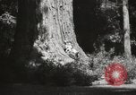 Standbild State Parks California United States USA, 1935, aus Sekunde 27 historischem Filmmaterial Videoclip 65675066949