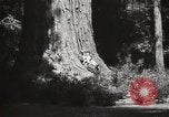 Standbild State Parks California United States USA, 1935, aus Sekunde 28 historischem Filmmaterial Videoclip 65675066949