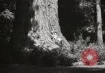 Standbild State Parks California United States USA, 1935, aus Sekunde 31 historischem Filmmaterial Videoclip 65675066949