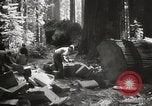 Standbild Humboldt Redwoods State Park California United States USA, 1935, aus Sekunde 20 historischem Filmmaterial Videoclip 65675066950