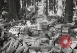 Standbild Humboldt Redwoods State Park California United States USA, 1935, aus Sekunde 30 historischem Filmmaterial Videoclip 65675066950