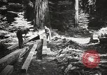 Standbild Humboldt Redwoods State Park California United States USA, 1935, aus Sekunde 54 historischem Filmmaterial Videoclip 65675066950