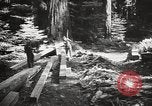 Standbild Humboldt Redwoods State Park California United States USA, 1935, aus Sekunde 57 historischem Filmmaterial Videoclip 65675066950