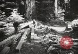 Standbild Humboldt Redwoods State Park California United States USA, 1935, aus Sekunde 59 historischem Filmmaterial Videoclip 65675066950