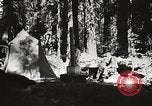 Standbild Prairie Creek Redwood Staaten Park California United States USA, 1935, aus Sekunde 34 historischem Filmmaterial Videoclip 65675066953