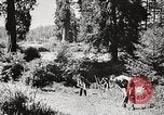 Standbild Prairie Creek Redwood Staaten Park California United States USA, 1935, aus Sekunde 55 historischem Filmmaterial Videoclip 65675066953