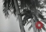 Image of Japanese camp Guadalcanal Solomon Islands, 1942, second 39 stock footage video 65675066963