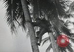 Image of Japanese camp Guadalcanal Solomon Islands, 1942, second 40 stock footage video 65675066963
