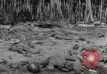 Immagine di Marines americani Guadalcanal nelle Isole Salomone, 1942, secondo 55 filmato di repertorio 65675066968