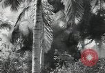 Image of Japanese soldiers Leyte Philippines, 1945, second 8 stock footage video 65675066972