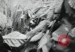 Image of Japanese soldiers Leyte Philippines, 1945, second 28 stock footage video 65675066972