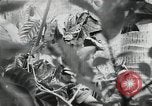 Image of Japanese soldiers Leyte Philippines, 1945, second 29 stock footage video 65675066972