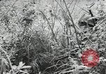 Image of Japanese soldiers Leyte Philippines, 1945, second 37 stock footage video 65675066972
