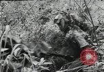 Image of Japanese soldiers Leyte Philippines, 1945, second 42 stock footage video 65675066972