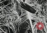 Image of Japanese soldiers Leyte Philippines, 1945, second 58 stock footage video 65675066972