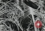 Image of Japanese soldiers Leyte Philippines, 1945, second 60 stock footage video 65675066972
