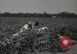 Image récolteuse de coton Stoneville Mississippi USA, 1936, de la seconde 10 séquences d'archives historiques vidéo 65675066983